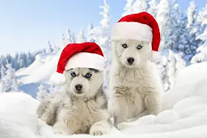 250521: Husky puppies in the snow in winter wearing red Christmas Sa