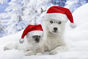 240519: Husky puppy and Birman kitten in the snow in