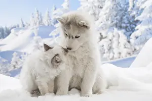 Huskies: Husky puppy and Birman kitten in the snow in winter