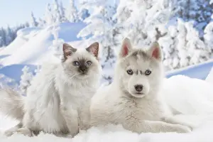 Huskies: Husky puppy and Birman kitten in the snow in winter