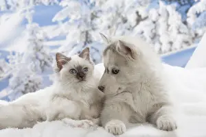 Huskies: Husky puppy and Birman kitten in the snow in winter