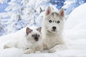 Jean-michel Labat: Husky puppy and Birman kitten in the snow in winter