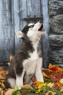 Howling: Husky puppy outdoors in autumn