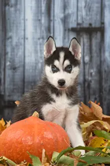 Hallowe En: Husky puppy outdoors in autumn