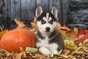 Hallowe En: Husky puppy outdoors in autumn