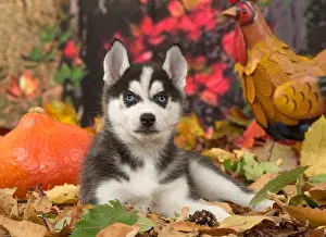 Hallowe En: Husky puppy outdoors in autumn