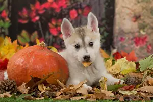 Hallowe En: Husky puppy outdoors in autumn