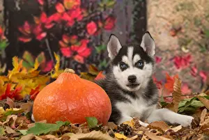 Squash: Husky puppy outdoors in autumn