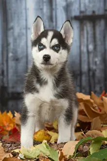 Huskies: Husky puppy outdoors in autumn