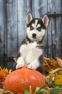 Squash: Husky puppy outdoors in autumn