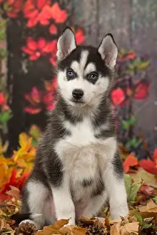 Huskies: Husky puppy outdoors in autumn
