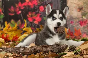 Huskies: Husky puppy outdoors in autumn