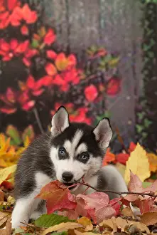 Huskies: Husky puppy outdoors in autumn