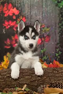 Huskies: Husky puppy outdoors in autumn