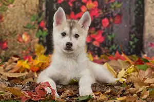 Huskies: Husky puppy outdoors in autumn