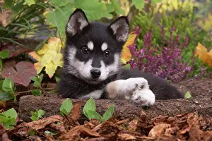 Huskies: Husky puppy outdoors in Autumn