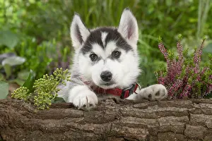 Huskies: Husky puppy outside in the garden