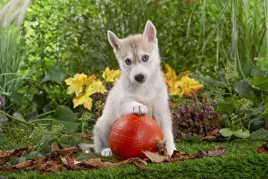 Huskies: Husky puppy outside in the garden