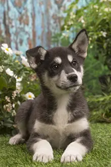 Huskies: Husky puppy outside in the garden