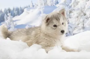 Huskies: Husky puppy in the snow in winter