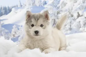 Huskies: Husky puppy in the snow in winter
