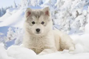 Huskies: Husky puppy in the snow in winter
