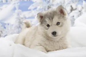Huskies: Husky puppy in the snow in winter
