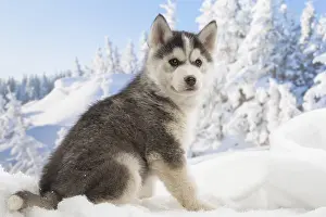 Huskies: Husky puppy in the snow in winter