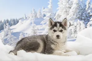 Huskies: Husky puppy in the snow in winter