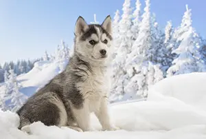 Huskies: Husky puppy in the snow in winter