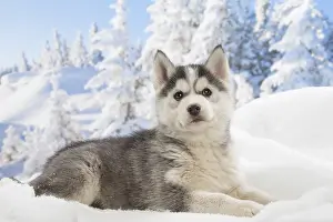 Huskies: Husky puppy in the snow in winter