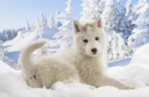 Huskies: Husky puppy in the snow in winter