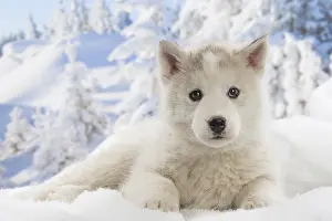 Huskies: Husky puppy in the snow in winter