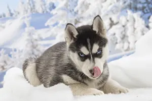 Huskies: Husky puppy in the snow in winter