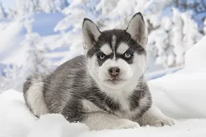 Huskies: Husky puppy in the snow in winter