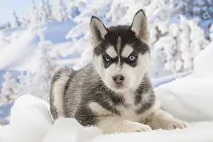 Huskies: Husky puppy in the snow in winter