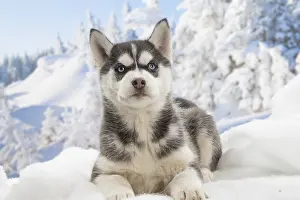 Huskies: Husky puppy in the snow in winter