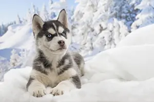 Huskies: Husky puppy in the snow in winter