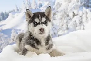 Huskies: Husky puppy in the snow in winter