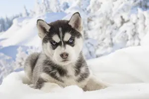 Huskies: Husky puppy in the snow in winter