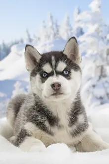 Huskies: Husky puppy in the snow in winter