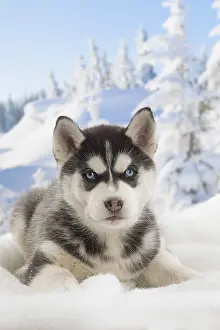 Huskies: Husky puppy in the snow in winter