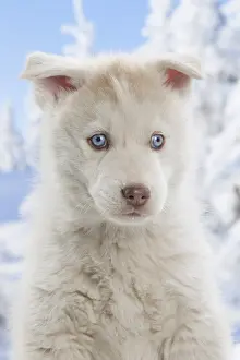 Huskies: Husky puppy in the snow in winter