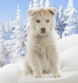 Huskies: Husky puppy in the snow in winter