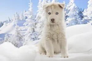 Huskies: Husky puppy in the snow in winter