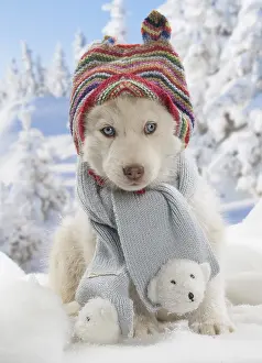 Scarf: Husky puppy in the snow in winter