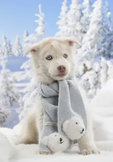 Scarf: Husky puppy in the snow in winter