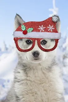 Huskies: Husky puppy wearing Christmas hat and glassess