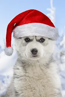 161118: Husky puppy wearing Christmas hat in the snow in winter