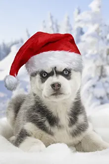 280219: Husky puppy wearing Christmas hat in the snow in winter